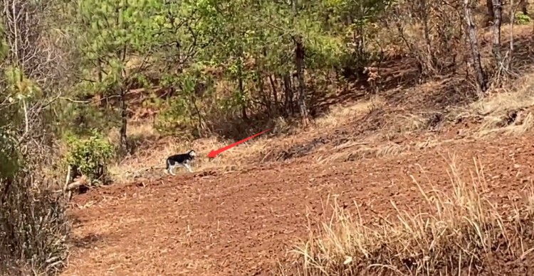 哈士奇被训练成警犬为了不上班它离家出走了