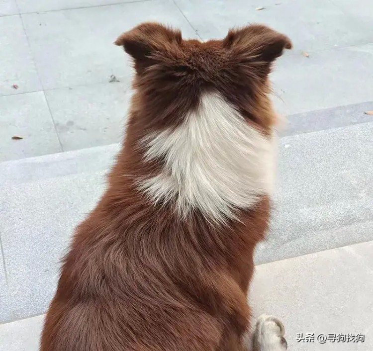 合肥市包河区有偿寻找边牧犬