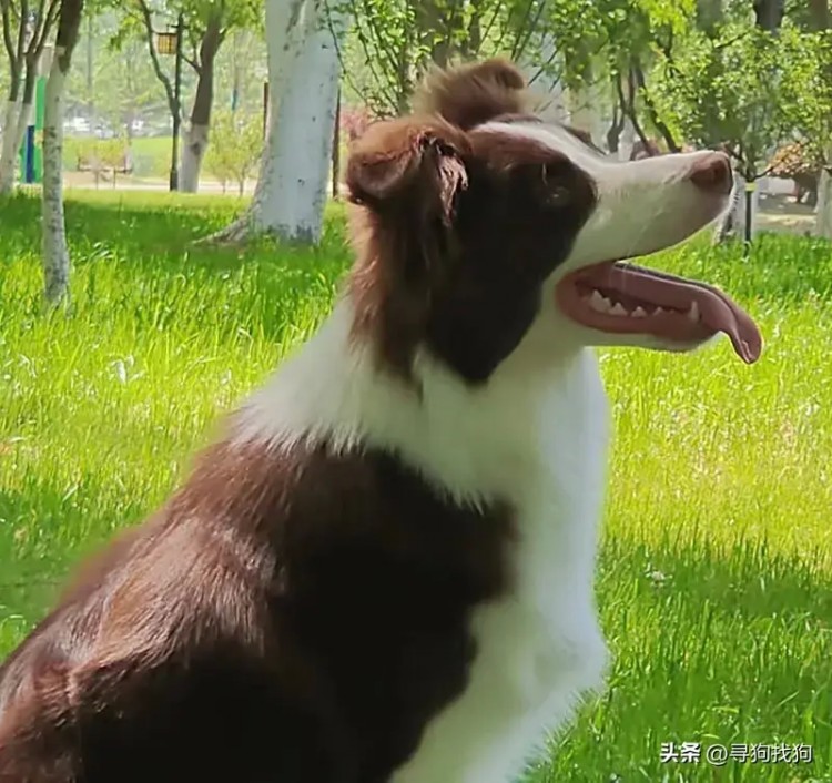 合肥市包河区有偿寻找边牧犬