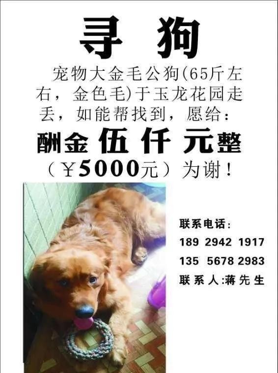 桂林寻狗启事！主人悬赏5000元