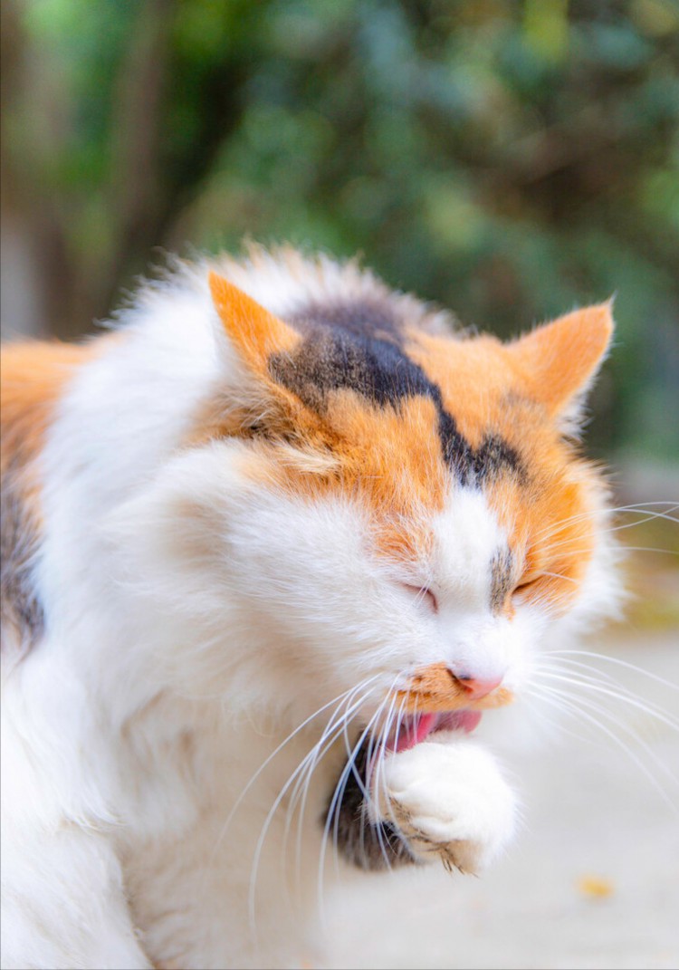 猫咪这几个行为其实在向你道歉很多人还不知道