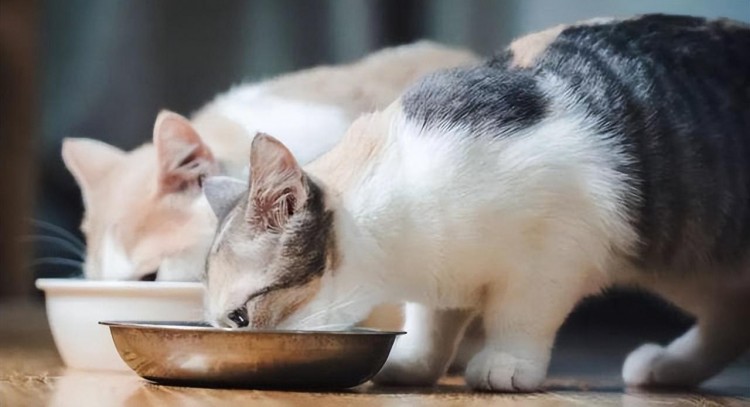 学会这几种办法再也不用担心自己的猫咪挑食