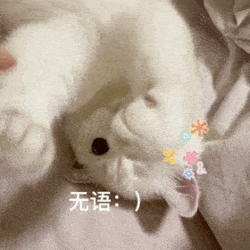 忠告：有这6个特征的猫咪很容易叛主！