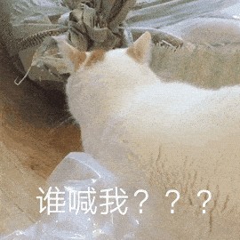 猫咪泪痕怎么去除？