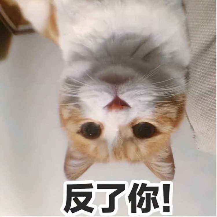 猫咪泪痕怎么去除