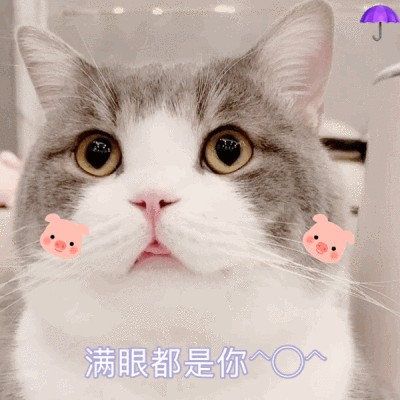 猫咪做梦都想对你说的八件事尤其是最后一件