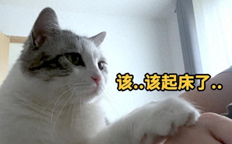 猫咪总在早上“叫醒你”？原因竟是这样，网友：真的感谢