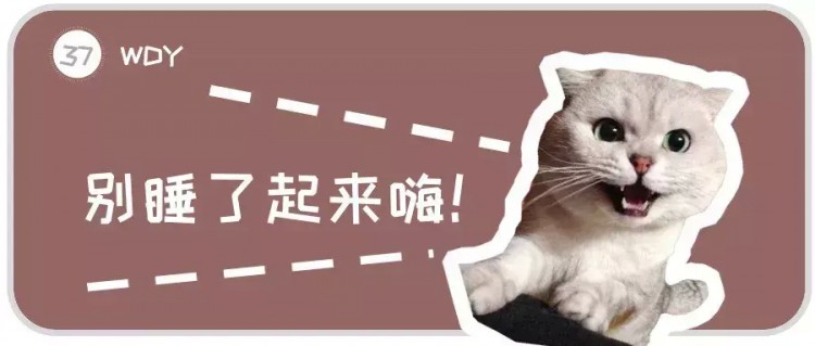 猫咪晚上太闹腾怎么办？3招让猫咪乖乖睡觉