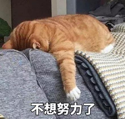 猫猫颓废大赛，颓出了成年人的沮与丧…