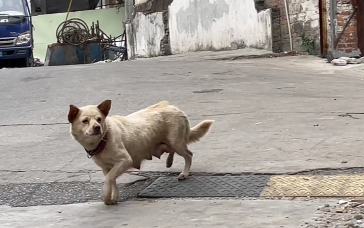 广州：狗狗生完小狗后在垃圾堆找食吃了小伙给的罐头后致谢离去