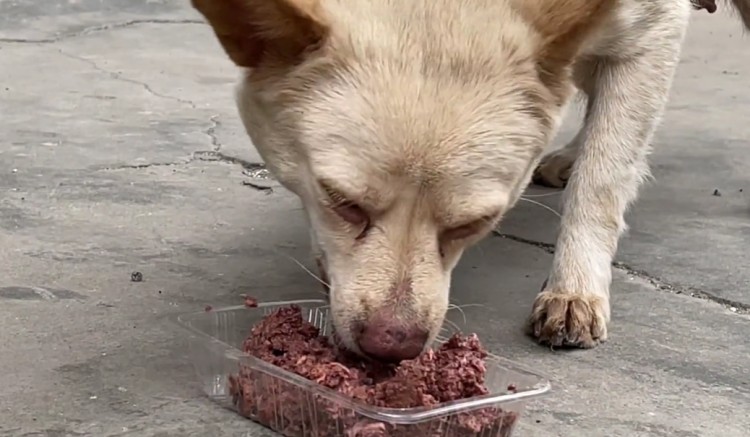 广州：狗狗生完小狗后在垃圾堆找食吃了小伙给的罐头后致谢离去