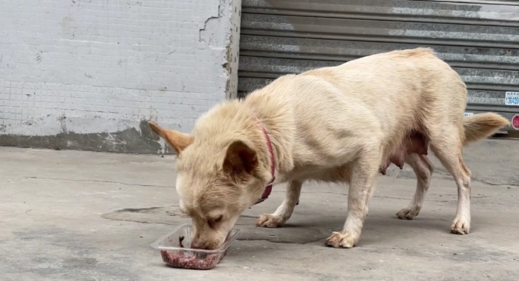 广州：狗狗生完小狗后在垃圾堆找食吃了小伙给的罐头后致谢离去