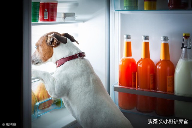 养宠物饮食篇：毛孩子必须补充的五种营养物质，猫猫狗也要快乐成长