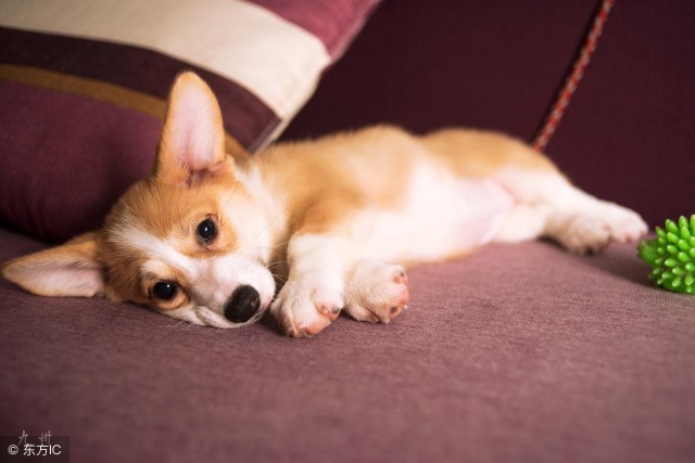 柯基犬的8大饮食注意差点就害死它！