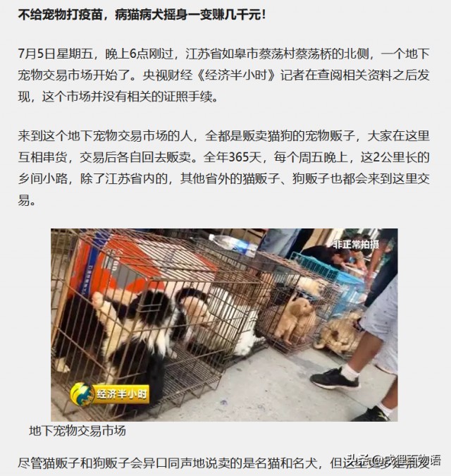 狗当名犬出售？地下宠物场比你想像的要黑暗