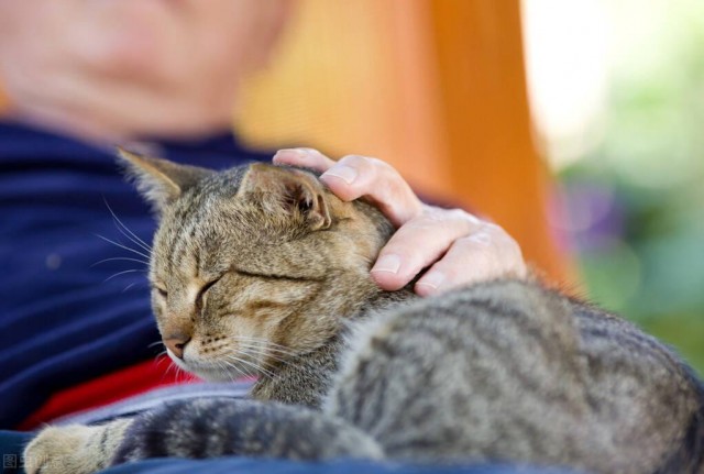 猫咪临终前的几个愿望希望你能满足它！