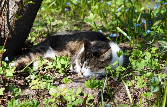 猫咪临终前的几个愿望希望你能满足它！