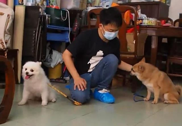 两只狗狗一见面就打架经训犬师之手竟然能一起坐在椅子上