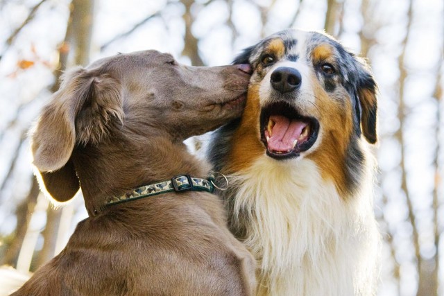 家中有新成员，该如何给家中的成年犬，介绍他们要同居的新朋友