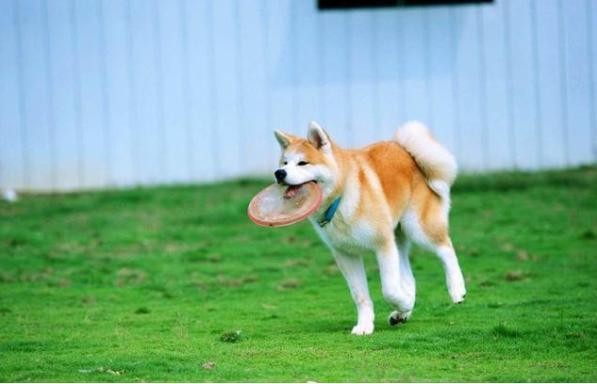 为何狗中贵族秋田犬各方面都敌不过柴犬这几点是主要原因