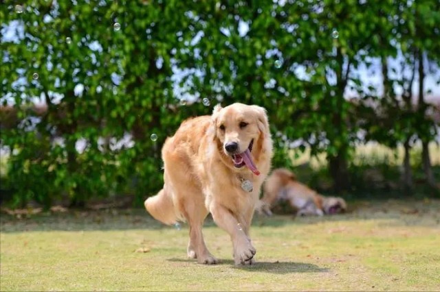 偷偷告诉你：金毛犬这样养才会更健康长寿！