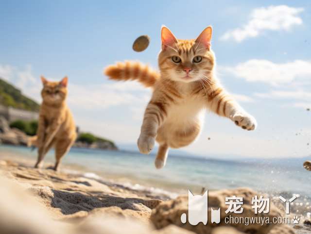 银点猫血统还有哪些？