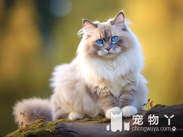 小猫咪种族有多少？