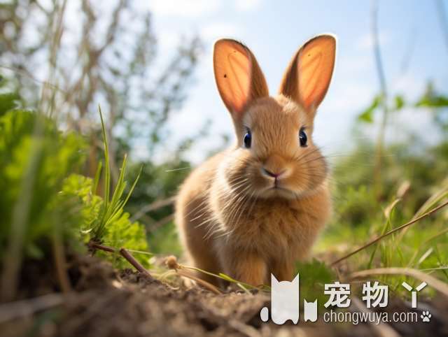 吉娃娃犬的特点与外貌