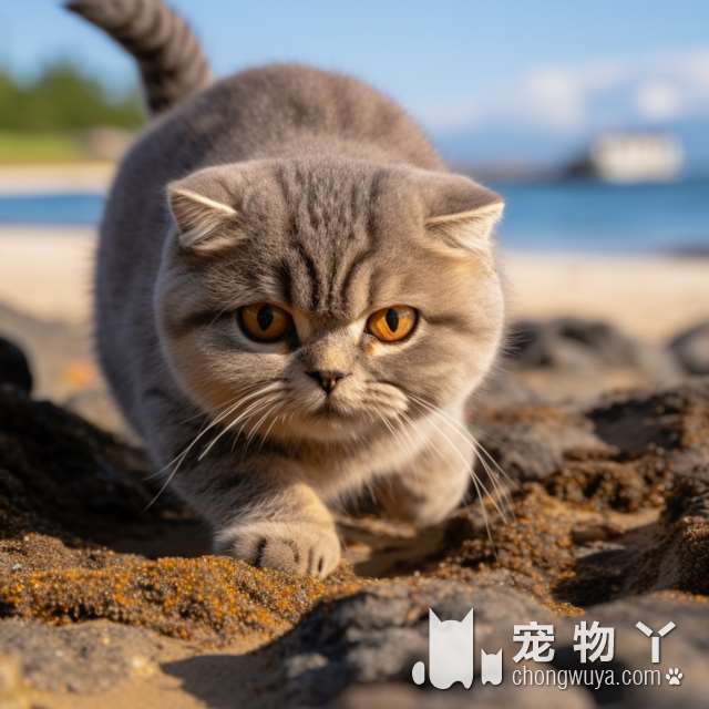 厦门Magic宠物公馆：为什么选择他们给猫咪洗澡?